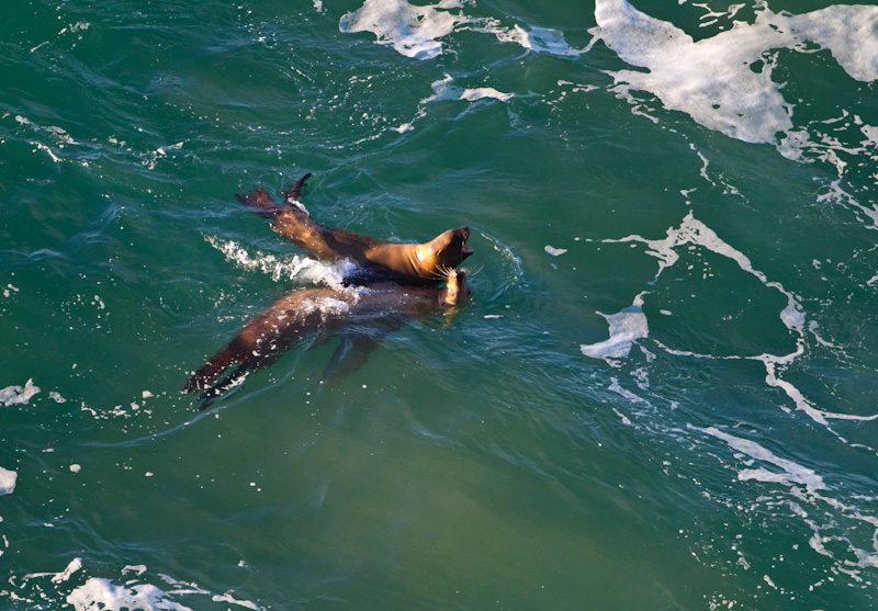 Stellars Sea Lions Playing In Surf